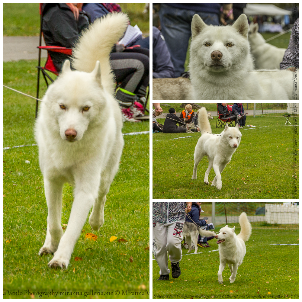 Skyecollage